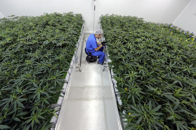 Thomas Uhle, grow manager, tends to marijuana plants growing at GB Sciences Louisiana, in Baton Rouge, Los Angeles on Tuesday, August 6, 2019. Photo: AP