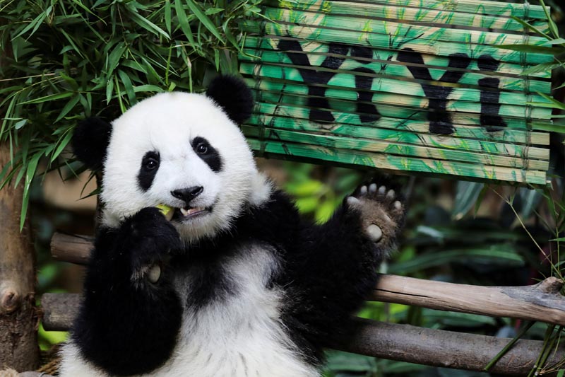Nineteen-month-old female panda cub Yi Yi, born to parents Liang Liang and Xing Xing on loan from China, eats during her naming ceremony at the National Zoo in Kuala Lumpur, Malaysia, August 1, 2019. Photo: Reuters