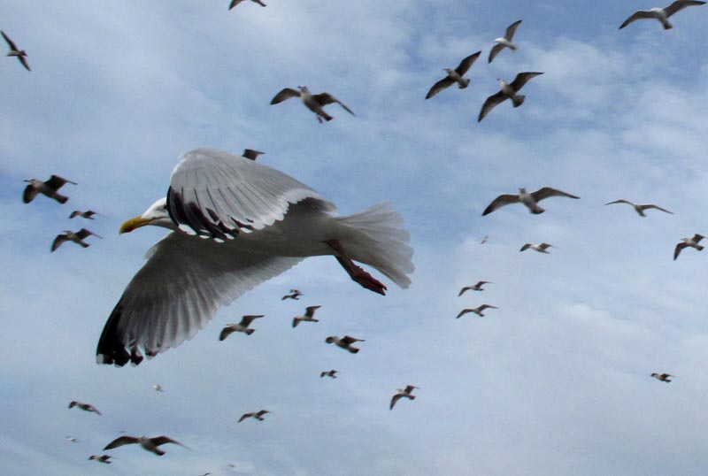 FILE PHOTO: Seagulls fly over the Palace Pier in Brighton, southern England March 7, 2009. Photo: Reuters