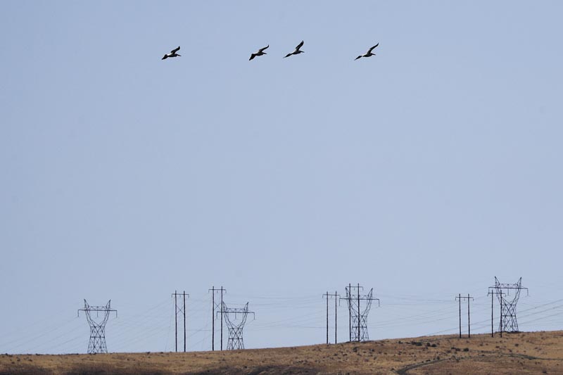 In this Wednesday, August 14, 2019 photo, white pelicans take flight over power lines near the Hanford Reach National Monument near Richland, Washington.Photo: AP