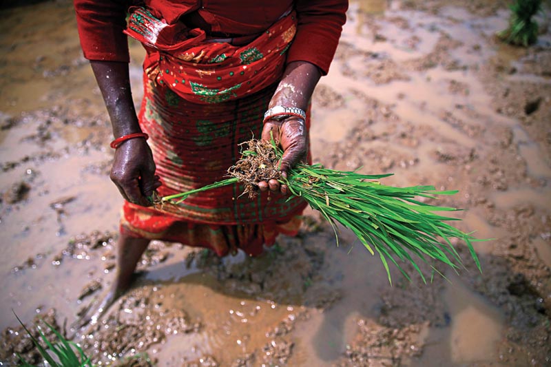 A woman holds rice samplings while planting them during National Paddy Day, also called Asar Pandra, that marks the commencement of rice crop planting in paddy fields as monsoon season arrives, in Dhading, Nepal, June 30, 2019. Photo: Reuters