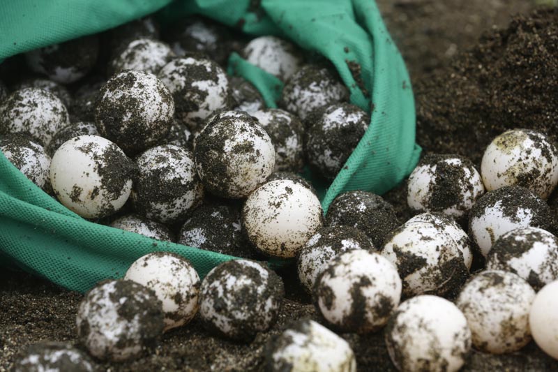 In this September 21, 2019 photo, Kemp's ridley sea turtle eggs overflow from a bag, on to a sandy beach in Jaque, Panama. Photo: AP