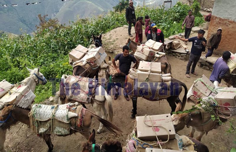 Apples being supplied to Kathmandu and Dhangadi using mules from Swamikartik Khapar Rural Municipality, in Bajura, on Sunday.u00a0Photo: THT