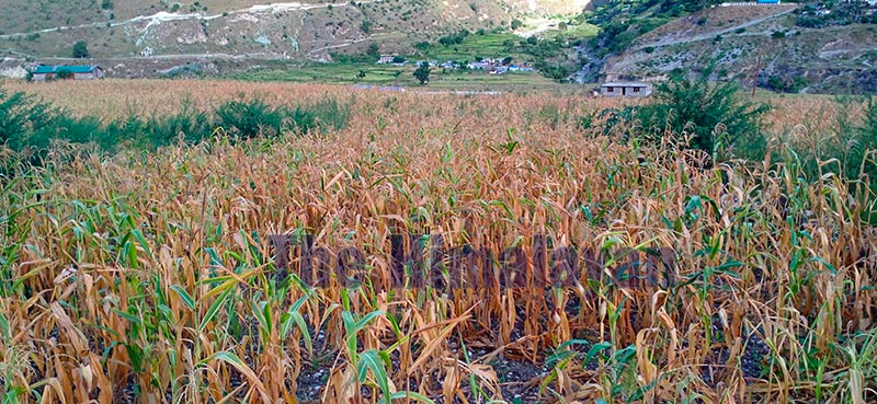 Seasonal crops gone dry before they ripened due to prolonged drought in Swamikartik Khapar Rural Municipality, Bajura, on Saturday.u00a0Photo: THT