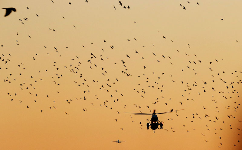 FILE PHOTO: A flock of birds fly past the Marine One helicopter with US President Donald Trump aboard, as he returns to the White House after a visit to the Walter Reed National Military Medical Center in Washington, US, December 21, 2017. Photo: Reuters