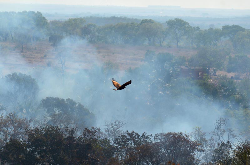 A fire burns a tract of the Amazon jungle in Agua Boa, Mato Grosso state, Brazil September 4, 2019. Photo: Reuters/File