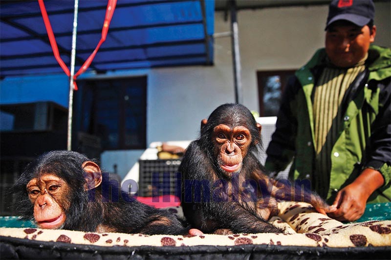 Two chimpanzees Champa and Chimpu rescued from smugglers are seen basking in the sun, inside the Central Zoo, in Lalitpur, on December 22, 2017. Photo: THT