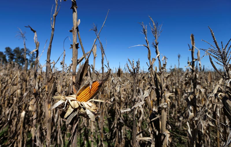 Corn plants are seen in a farm in Lujan, on the outskirts of Buenos Aires, Argentina August 2, 2019. Photo: Reuters/File