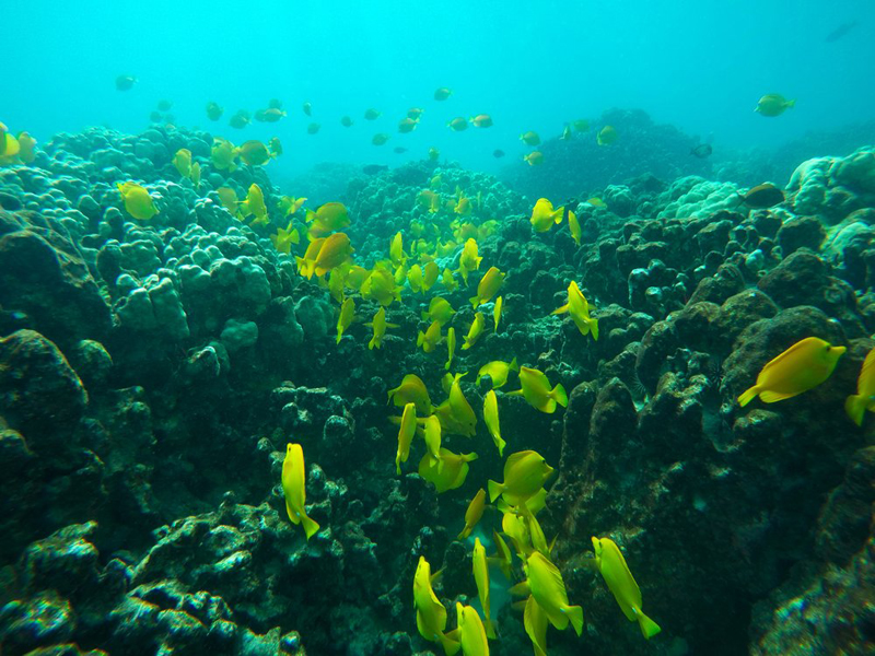 This September 12, 2019 photo shows fish near coral in a bay on the west coast of the Big Island near Captain Cook, Hawaii. Photo: AP