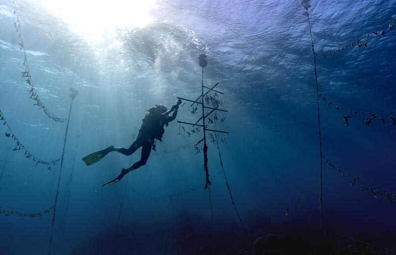 Diver Lenford DaCosta cleans up lines of staghorn coral at an underwater coral nursery inside the Oracabessa Fish Sanctuary, Tuesday, February 12, 2019, in Oracabessa, Jamaica. Photo: AP