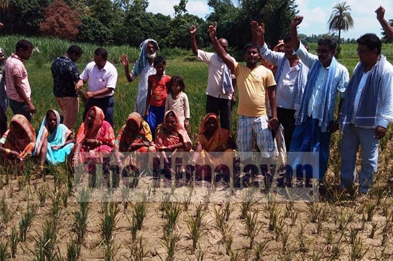 Farmers staging a demonstration demanding water after their paddy plants wilted due to lack of irrigation facility, in Gadhimai Municipality, Rautahat, on Monday, September 9, 2019. Photo: THT