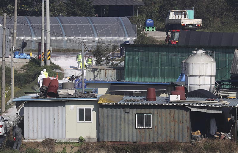 Quarantine officials work at a pig farm with confirmed African swine fever in Paju, South Korea, Tuesday, Sept. 24, 2019. Photo: AP