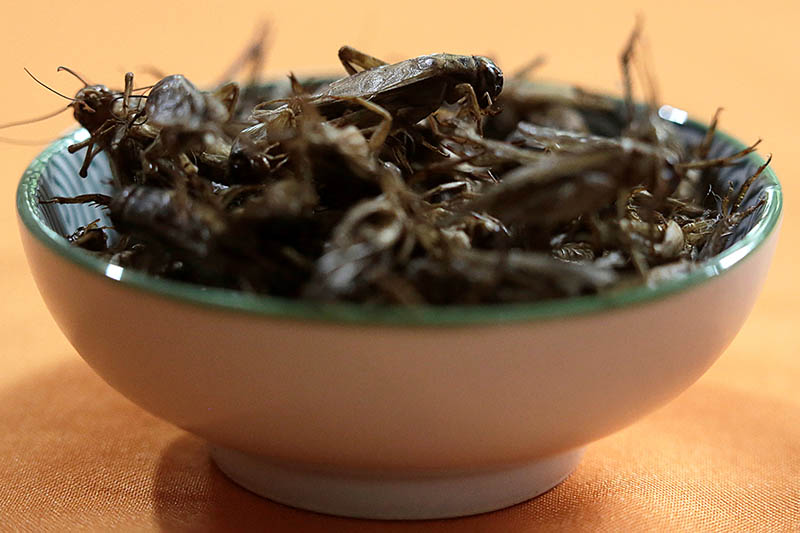 FILE: Prepared crickets are pictured in the house of biologist Federico Paniagua, who is promoting the ingestion of a wide variety of insects as a low-cost and nutrient-rich food, in Grecia, Costa Rica, July 13, 2019. Photo: Reuters