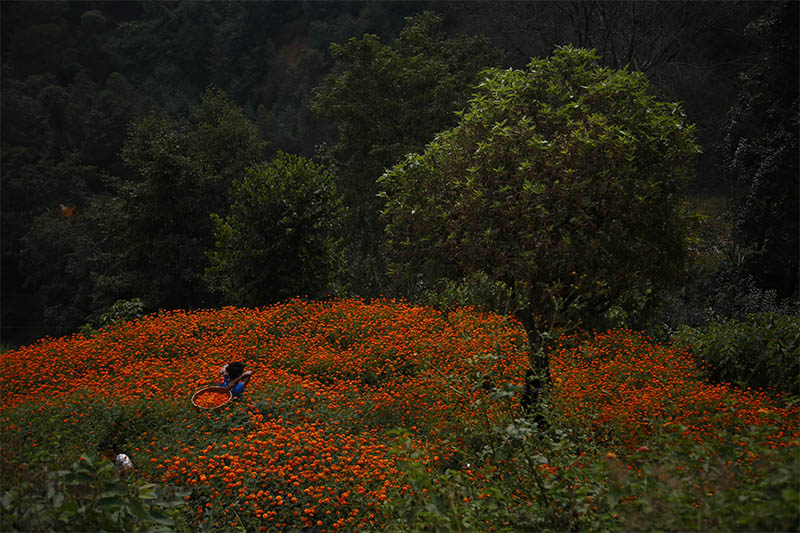 A woman picks marigold flowers, used to make garlands and offer prayers, before selling them to the market for the Tihar festival, also called Diwali, in Ichangu, on the north-west outskirt, of Kathmandu, on Friday, October 25, 2019. Photo: Skanda Gautam/THT