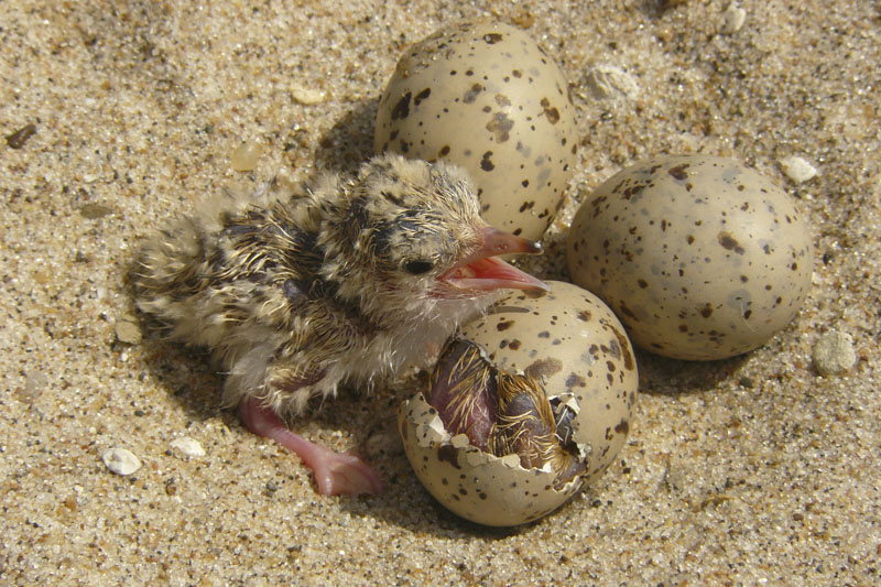 An interior least tern hatchling sits with other eggs in a nest on an island in the Lower Mississippi River. Photo: USACE, Memphis District via AP)