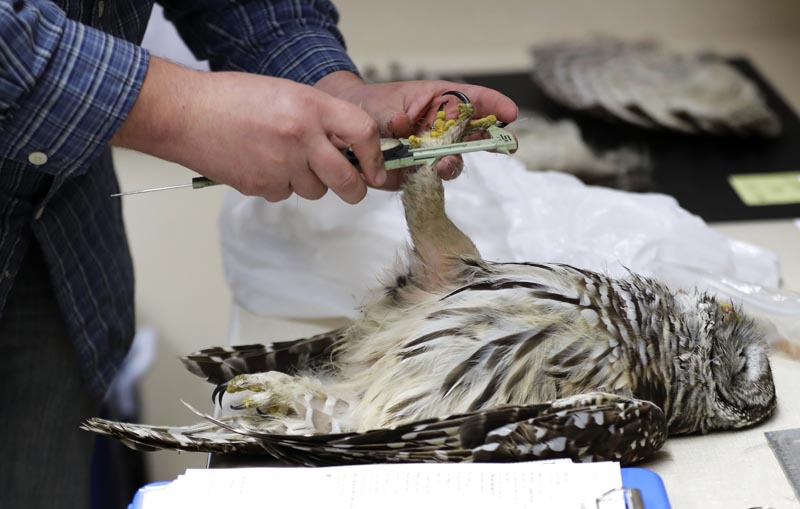 Wildlife technician Jordan Hazan records data in a lab in Corvallis, Oregon, from a male barred owl he shot earlier in the night, Oct 24, 2018. Photo: AP