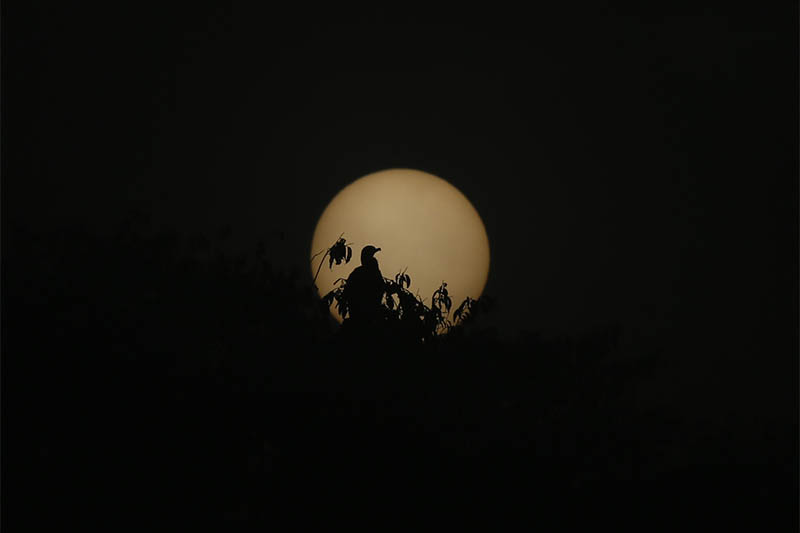 A migratory bird is silhouetted against the rising sun, perching on tree branches on the wetlands of Tau Daha, in Kathmandu, on Wednesday, November 27, 2019. The majority of migratory birds from South East Asia, Africa and Australia come to Nepal for a favourable breeding environment  during the winter season. Photo: Skanda Gautam/THT
