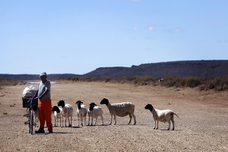 Sheep wait for food from a small scale farmer donated from an established farmer in Vosburg, South Africa, Thursday, Nov 14, 2019. Photo: AP