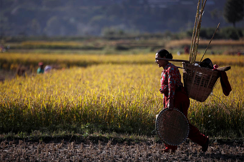 A farmer returns after harvesting rice on a field in Lalitpur, on Friday, November 15, 2019. Photo: Reuters