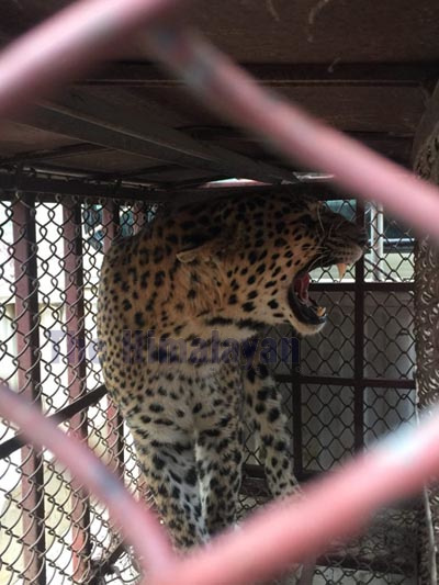 A female leopard trapped in a wooden cage at Bhimsain Thumki Community Forest in Bhanu Municipality, Tanahun, on Tuesday, November 12, 2019. Photo: THT