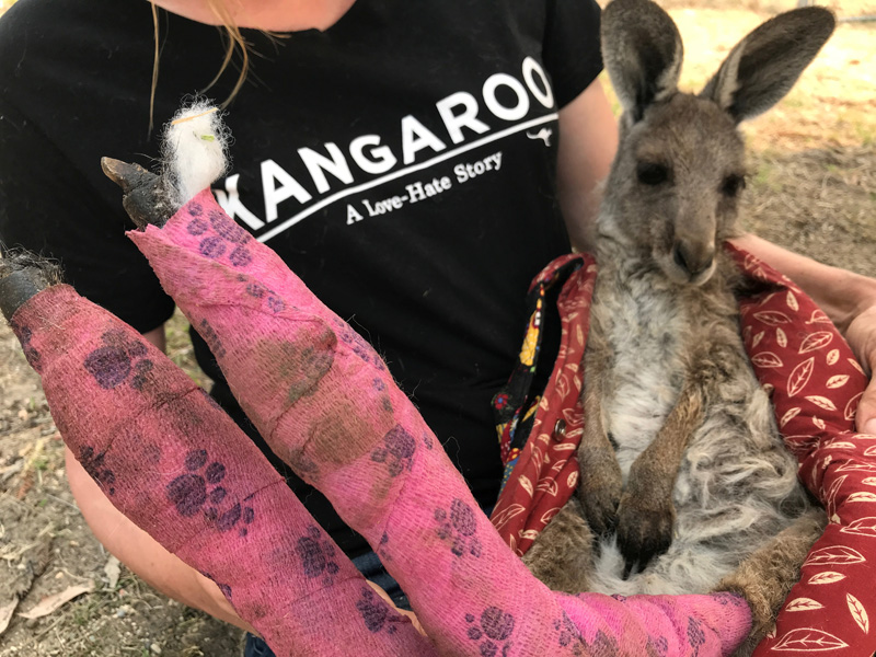 Wildlife Information, Rescue and Education Services (WIRES) volunteer and carer Tracy Dodd holds a kangaroo with burnt feet pads after being rescued from bushfires in Australia's Blue Mountains area, December 30, 2019.   REUTERS/Jill Gralow