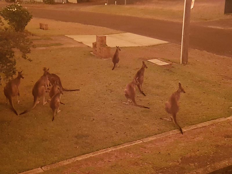 Kangaroos gather at a residential law as bushfires continue to spread, in Berrara Beach, Australia December 21, 2019 in this picture obtained from social media. Photo: Reuters