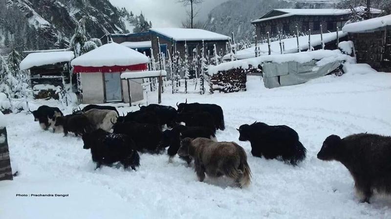 Manang farmers herding yaks from upper regions to the lower regions in the district with the increase in heavy snowfall, as on Monday, December 16, 2019. Photo Courtesy: Prachandra Dangol