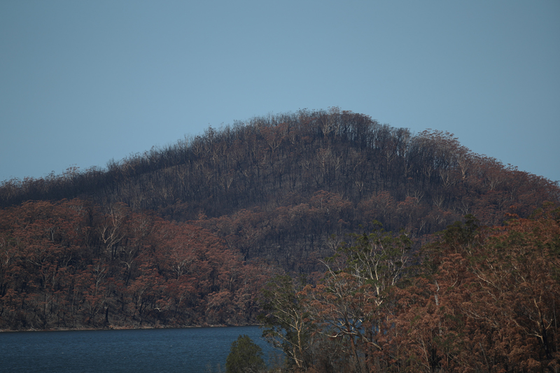 A charred forest is pictured on a hill, burnt during the recent bushfires, near Lake Conjola, New South Wales, Australia, January 21, 2020. Photo: Reuters