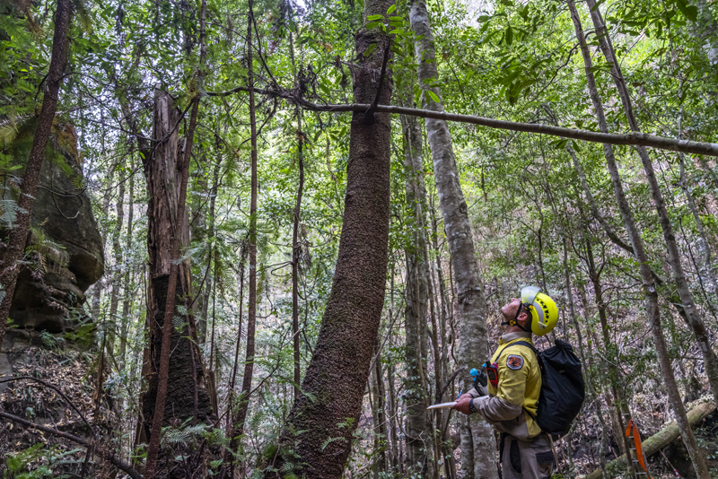 NSW National Parks and Wildlife Service personnel inspect Wollemi pine trees in the Wollemi National Park, New South Wales, Australia, Jan 16, 2020. Photo: NSW National Parks and Wildfire Service via AP