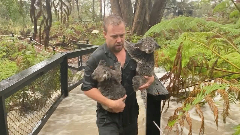 Staff member carries koalas as they secure the park during flooding caused by heavy rainfall at the Australian Reptile Park in Somersby, New South Wales in this still frame obtained from January 17, 2020 social media video. Photo: AUSTRALIAN REPTILE PARK /via Reuters