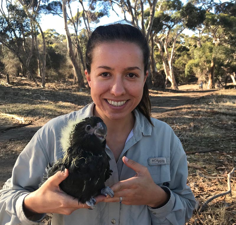 In this undated photo taken and provided by Mike Barth, Daniella Teixeira, who is working on a doctoral degree about the birds at The University of Queensland, holds the shiny black-cockatoo in Kangaroo Island, Australia. Photo: Mike Barth via AP