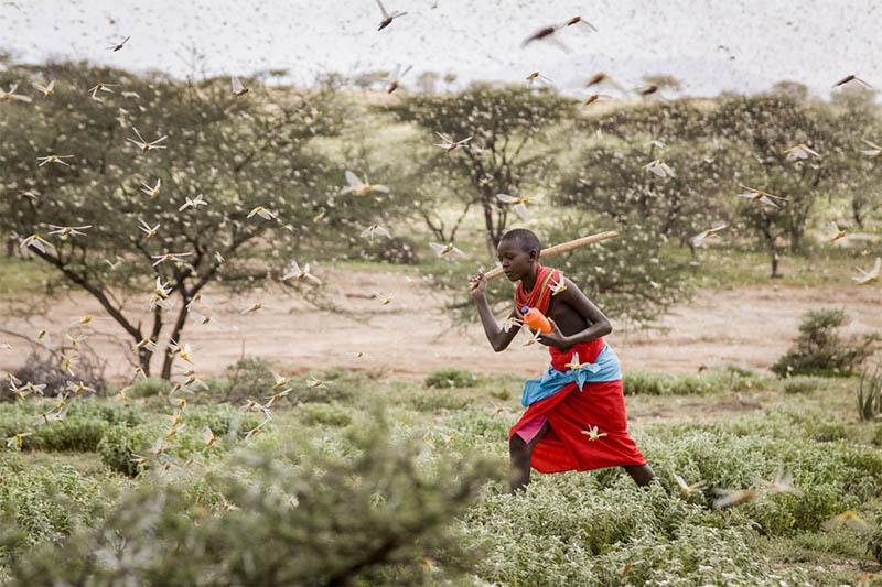 In this photo taken Thursday, Jan. 16, 2020, a Samburu boy uses a wooden stick to try to swat a swarm of desert locusts filling the air, as he herds his camel near the village of Sissia, in Samburu county, Kenya. Photo: AP