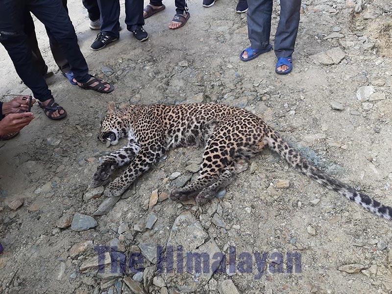 This image shows a leopardess found dead in Aarwa, Pokhara Metropolitan City-13, in Kaski district, on Saturday , January 18, 2020. Photo: Rishi Ram Baral