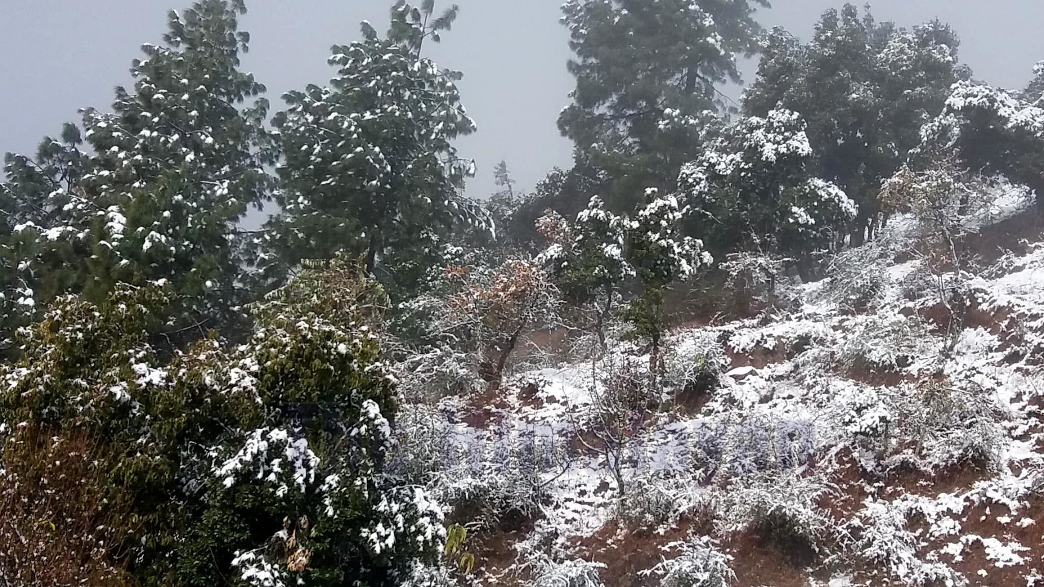 A view of vegetation covered in snow in Baghkhor, the district headquarters of Dadeldhura, on Friday, January 3, 2020. Photo: Baburam Sapkota/THT