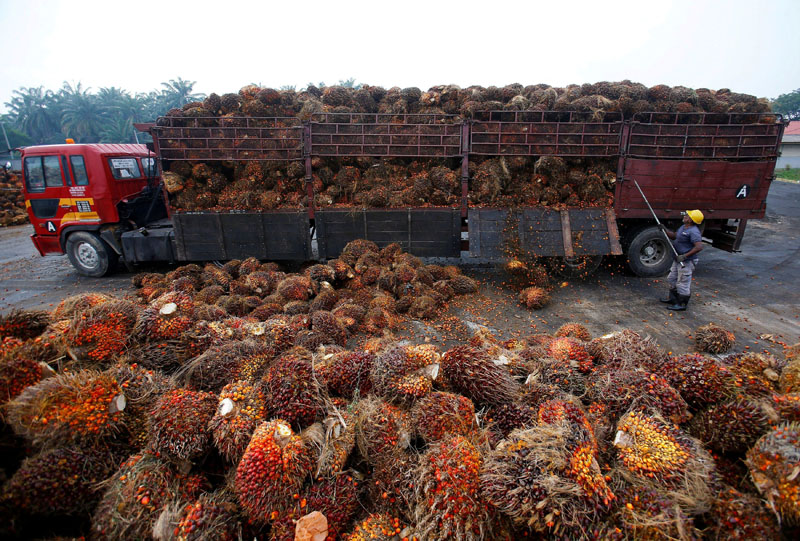 A worker unloads palm oil fruits from a lorry inside a palm oil factory in Salak Tinggi, outside Kuala Lumpur, Malaysia, August 4, 2014. File Photo: Reuters