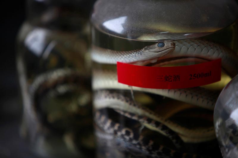 FILE - Dead snakes are preserved in glass jars at a snake farm in Zisiqiao village, Zhejiang Province February 22, 2013. Photo: Reuters