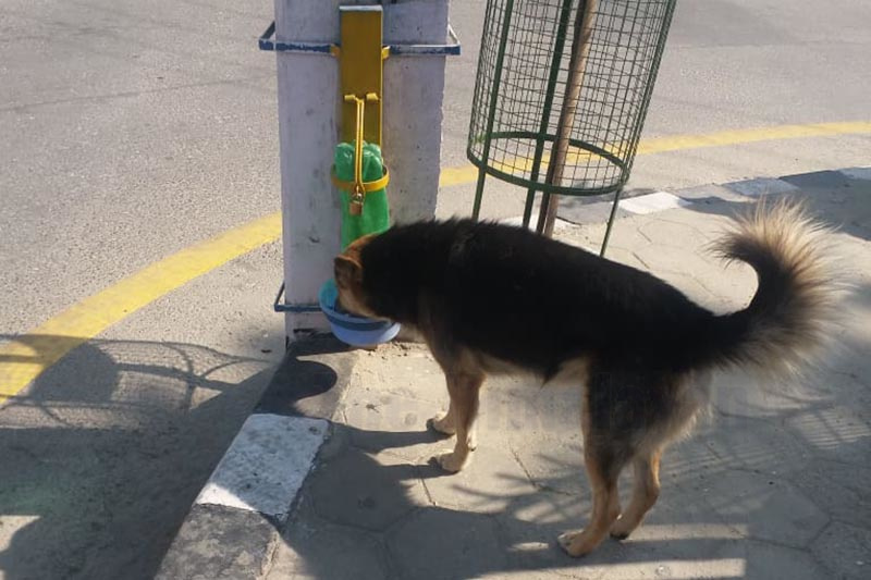 A stray dog drinking water from a water pot installed on a utility pole, in Kathmandu, on Saturday. Photo: THT
