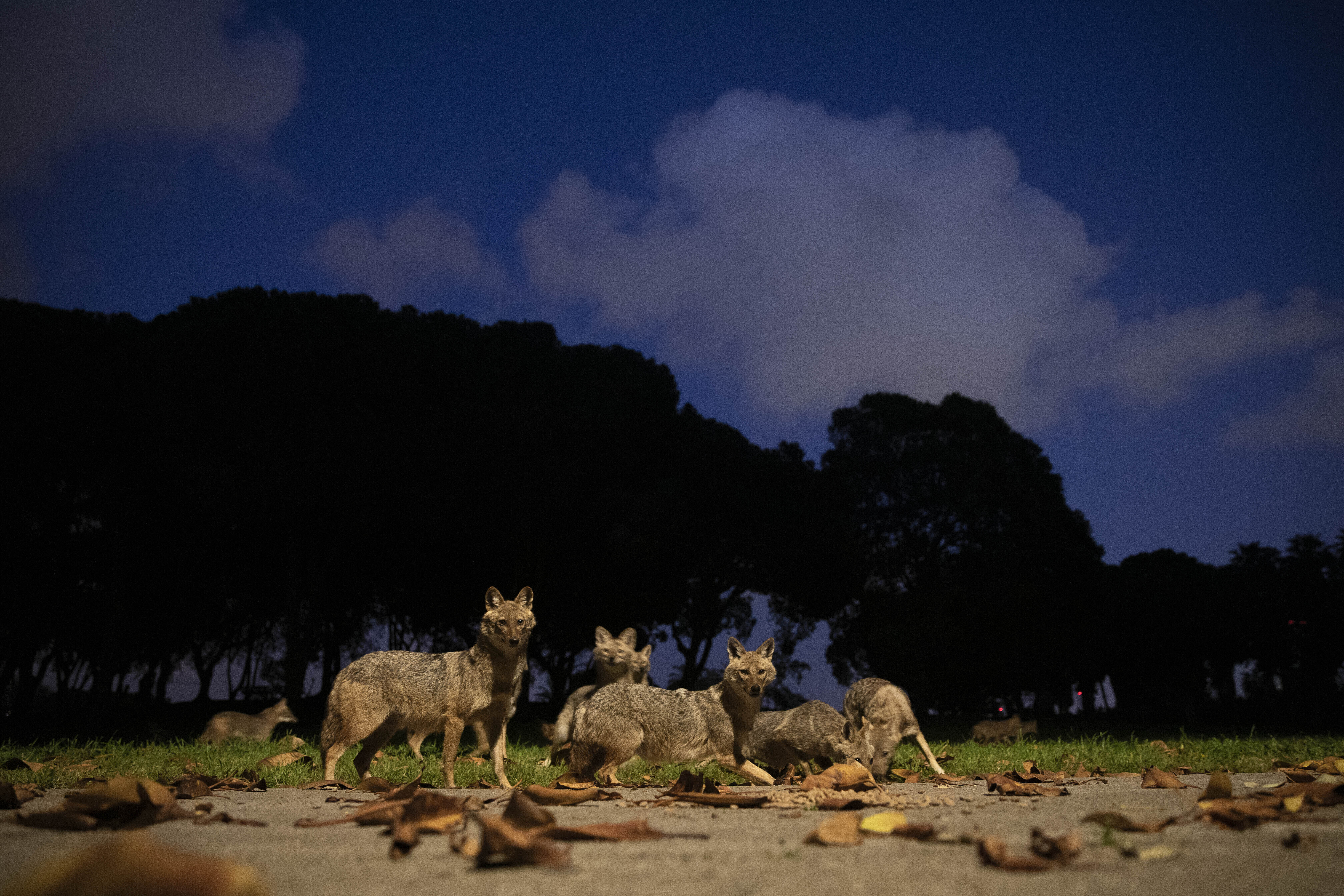 In this Saturday, April 11, 2020 file photo, a pack of jackals eats dog food that was left for them by a woman at Hayarkon Park in Tel Aviv, Israel. With a lockdown against the coronavirus crisis, the sprawling park is practically empty. This has cleared the way for packs of jackals to take over this urban oasis in the heart of the city as they search for food. File Photo: AP
