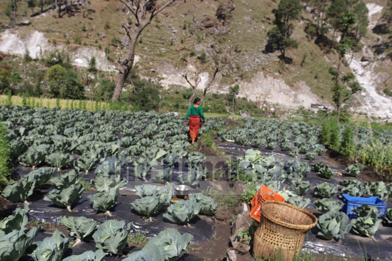 Vegetables growing in the fields of Budhiganga Municipality-2, Bajura, as seen on Friday, April 17, 2020. Photo: Prakash Singh/THT