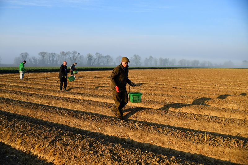 Local residents pick asparagus as they work at Dyas Farms, as foreign workers, the backbone of UK's agriculture force, are missing from the country's fields thanks to the coronavirus disease (COVID-19) lockdown, in Sevenscore, Britain April 16, 2020. Photo: Reuters