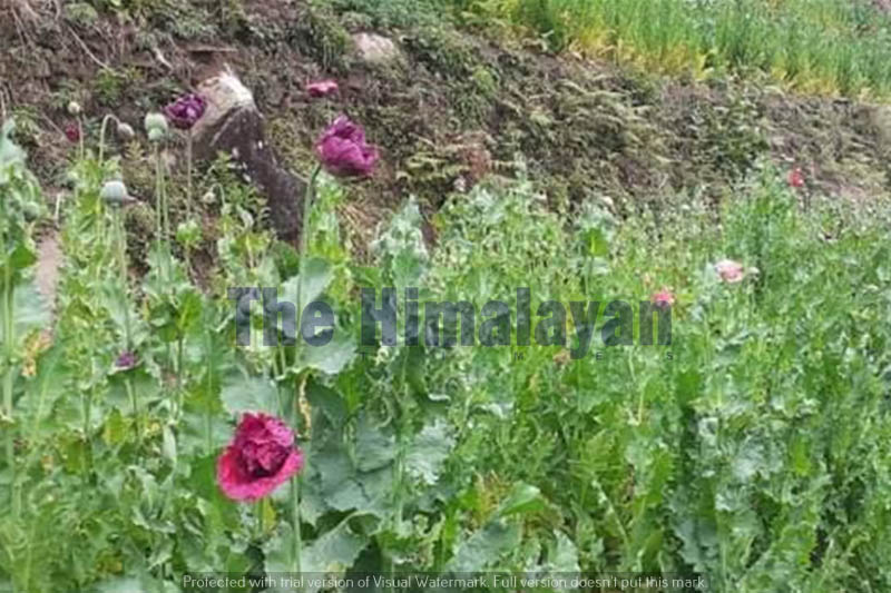 A view of opium farming in Jajarkot, on Sunday, April 26, 2020. Photo: Dinesh Kumar Shrestha/THT