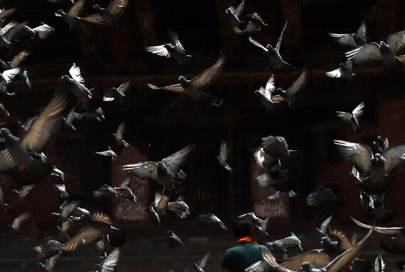 A priest feeds pigeons around Kathmandu Durbar Square on the 26th day of lockdown, on Saturday, April 18, 2020. Photo: Skanda Gautam/THT