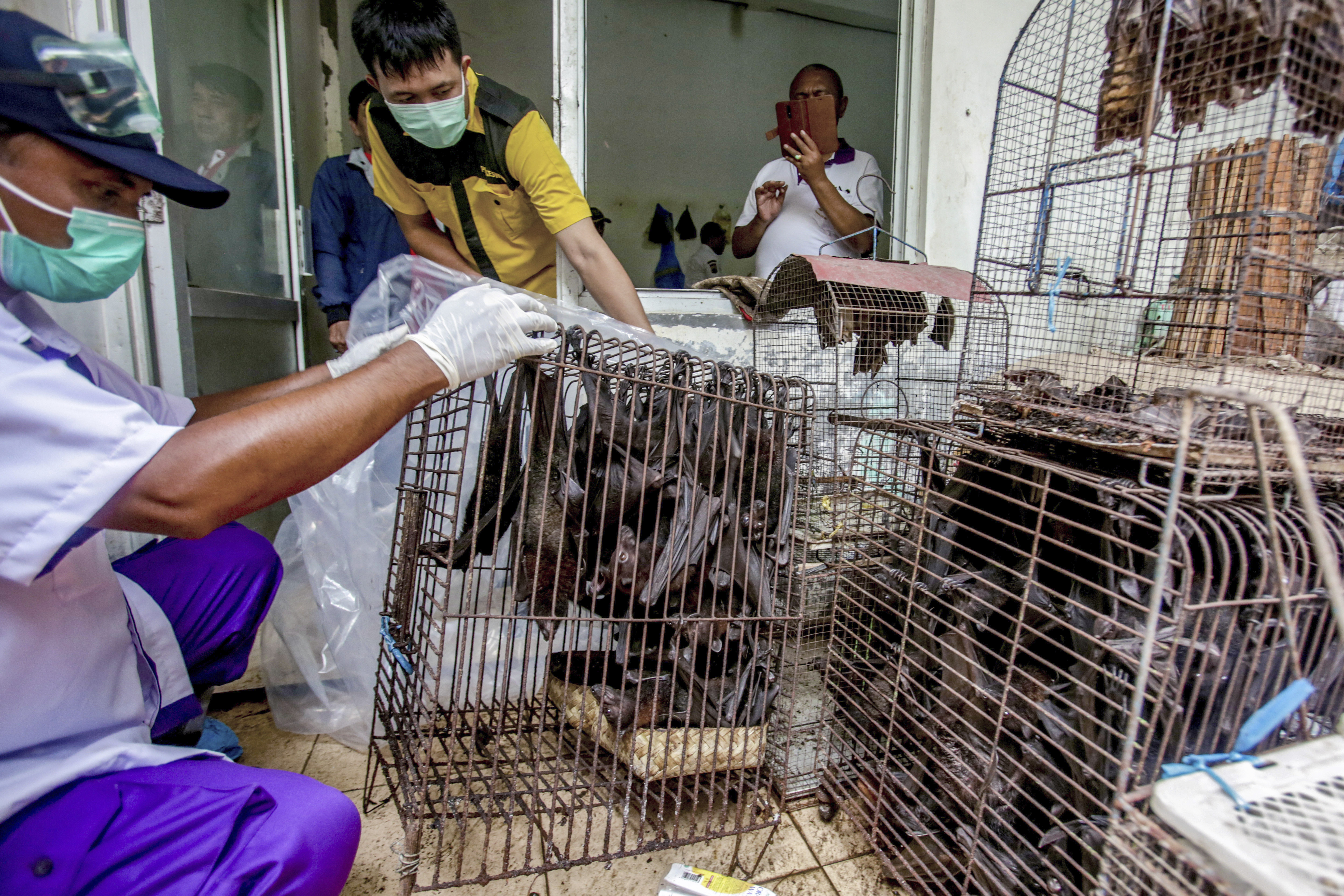 Health officials inspect bats to be confiscated and culled in the wake of coronavirus outbreak at a live animal market in Solo, Central Java, Indonesia. The World Health Organization said Friday May 8, 2020, that although a market in the Chinese city of Wuhan selling live animals likely played a significant role in the emergence of the new coronavirus, it does not recommend that such live markets be shut down globally. Photo: AP