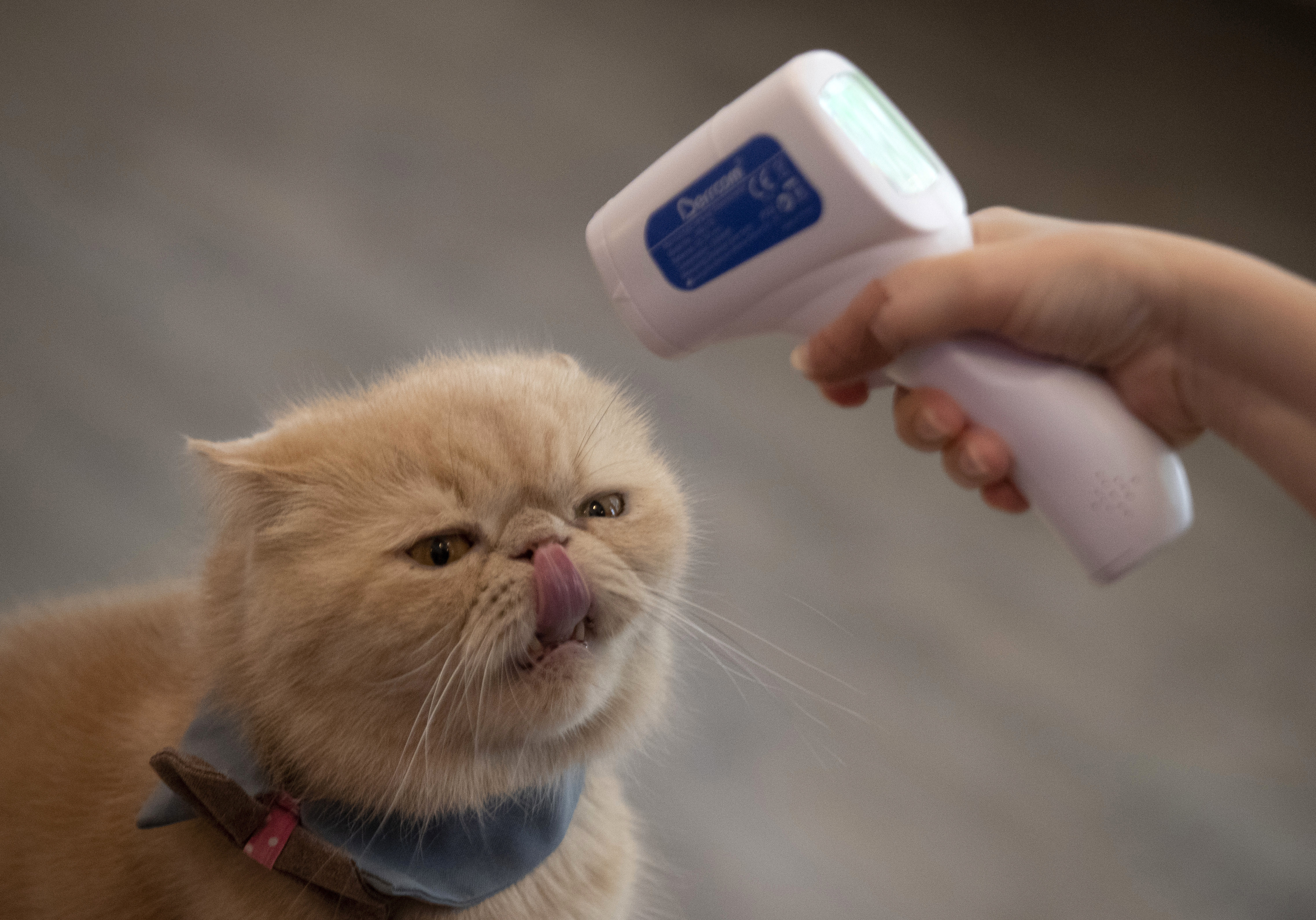 The owner of a cat cafe checks the temperature of one of her cats in Bangkok, Thailand. According to a study published on Wednesday, May 13, 2020, cats can spread the new coronavirus to each other without any of them ever having any symptoms.  Photo: AP