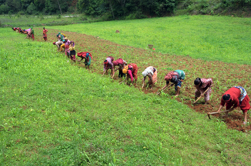 A group of women farmers at work in the vicinity of a maize field, in Lalitpur, on Saturday, May 30, 2020. Photo: Balkrishna Thapa Chhetri/THT