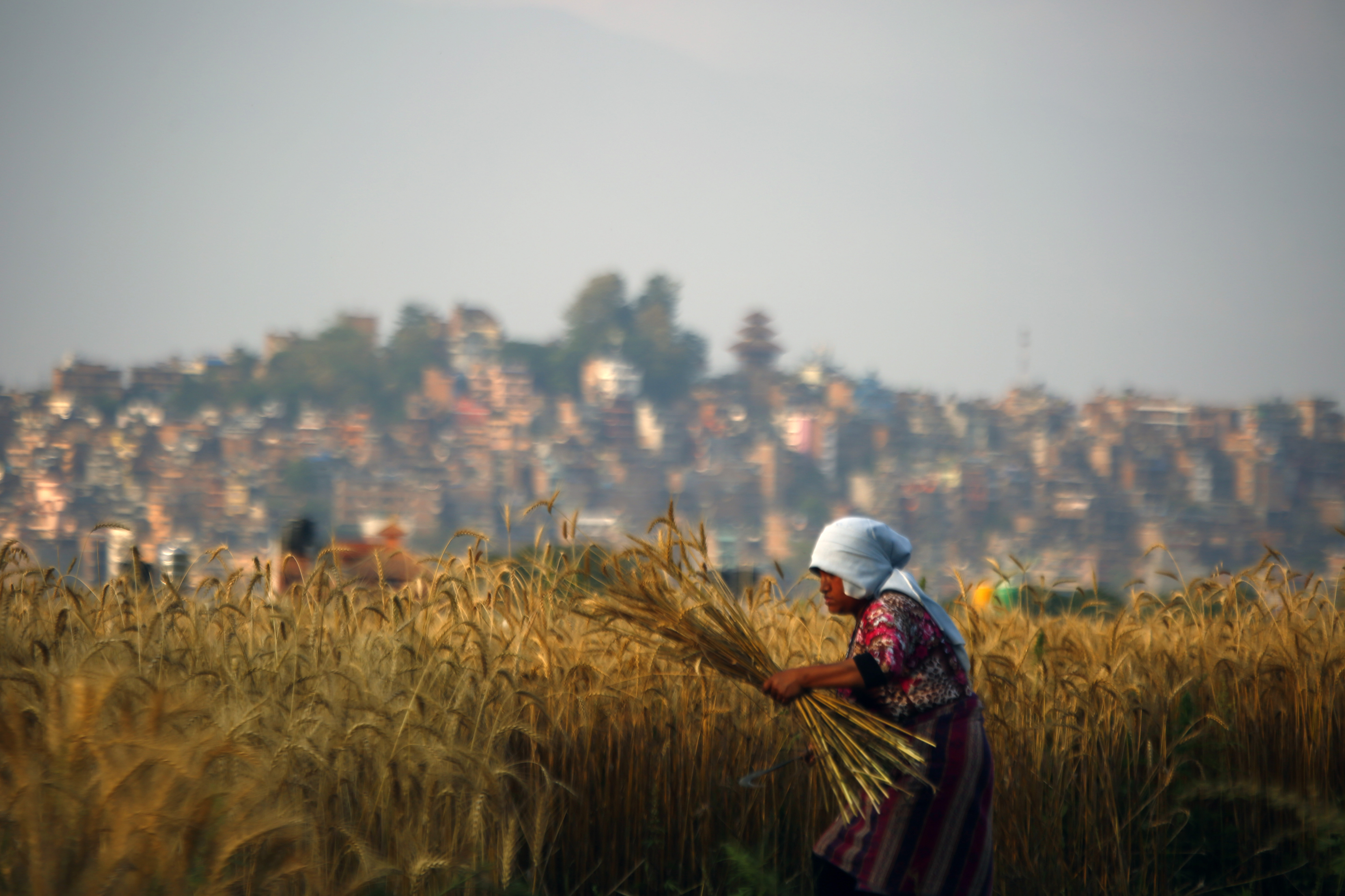 A woman harvests the crop at a field, on the 60th day of government-imposed lockdown, amid concerns over the spread of coronavirus infection, at Kirtipur, on Friday, May 22, 2020. Photo: Skanda Gautam/THT
