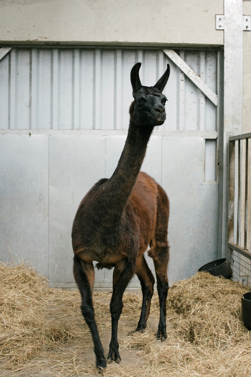 A llama named Winter is seen in this undated photo released by the VIB-UGent Center for Medical Biotechnology in Ghent, Belgium, on May 5, 2020. Photo: VIB-UGent Center for Medical Biotechnology/Handout via Reuters