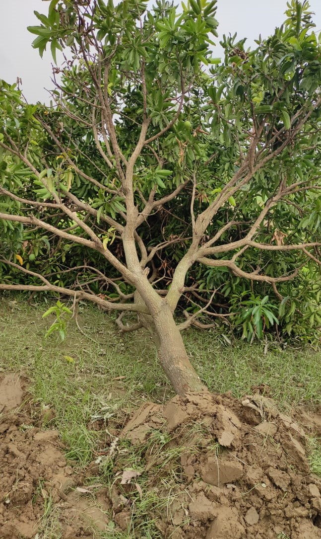 A mango tree that was uprooted due to strong winds in Durga Bhagawati Rural Municipality, Rautahat, on Tuesday, May 19, 2020. Photo Courtesy: Rajesh Chaudhary