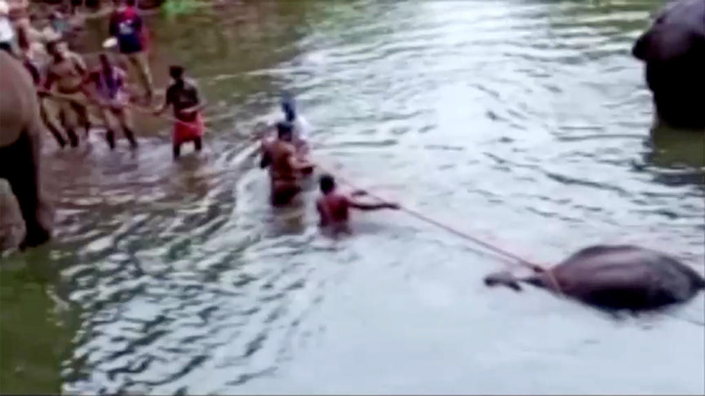 People pull the body of a dead pregnant elephant out of the water, after the animal was allegedly fed with firecracker-stuffed pineapple and died, in Malappuram, India, May 27, 2020 in this still image taken from a video. Photo: Reuters