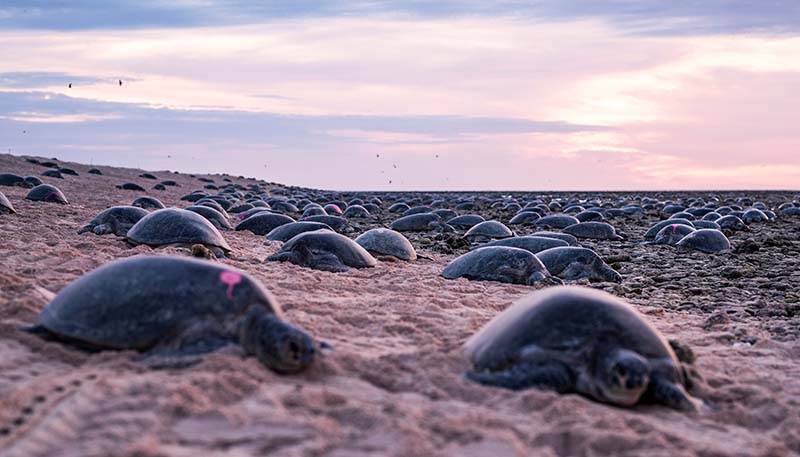 Turtles nest on Raine Island, far North Queensland, Australia, in December 2019. Photot: Christian Miller / Queensland Department of Environment and Science / Great Barrier Reef Foundation via Reuters